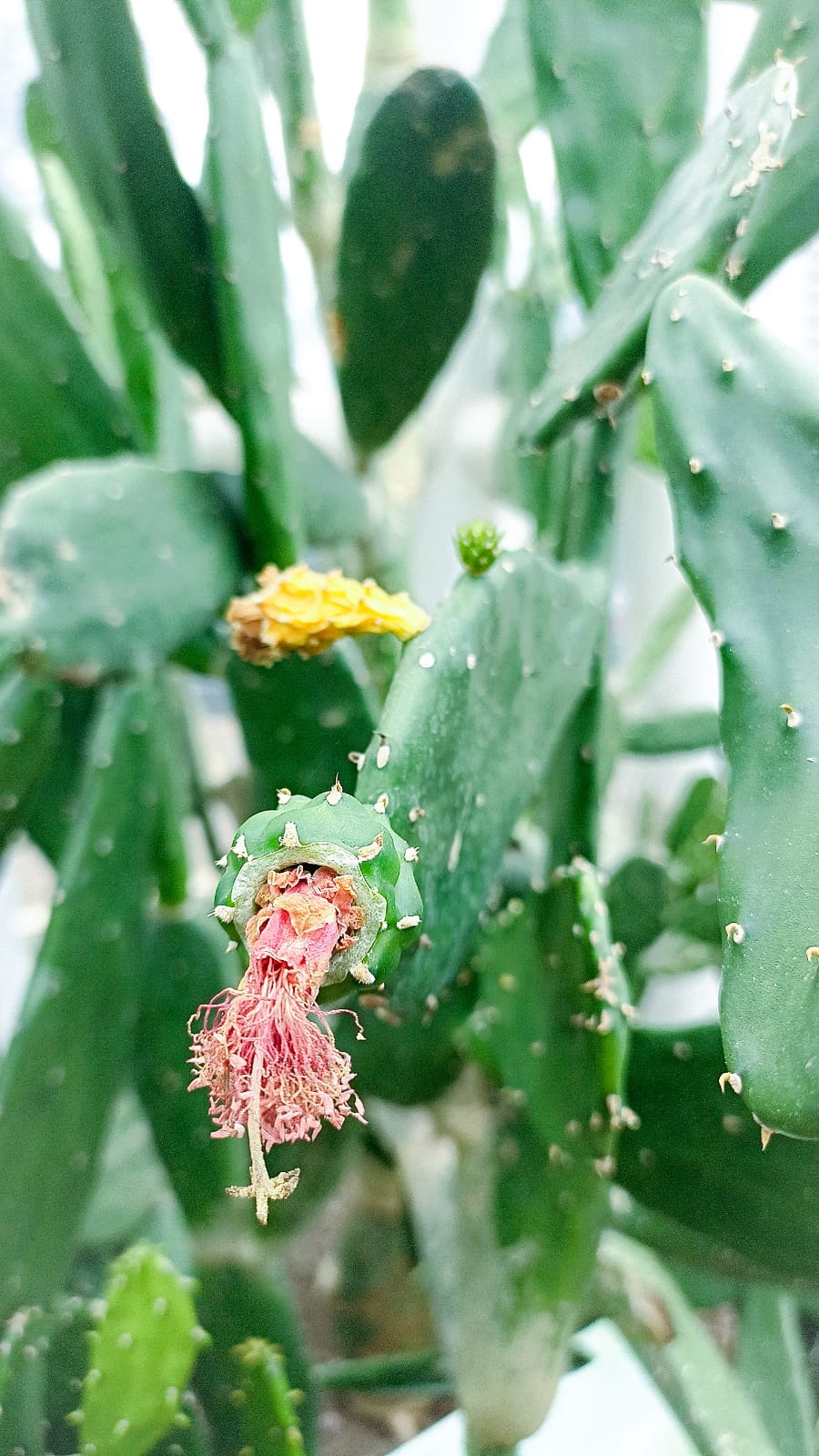 kaktus Gepeng Berbunga