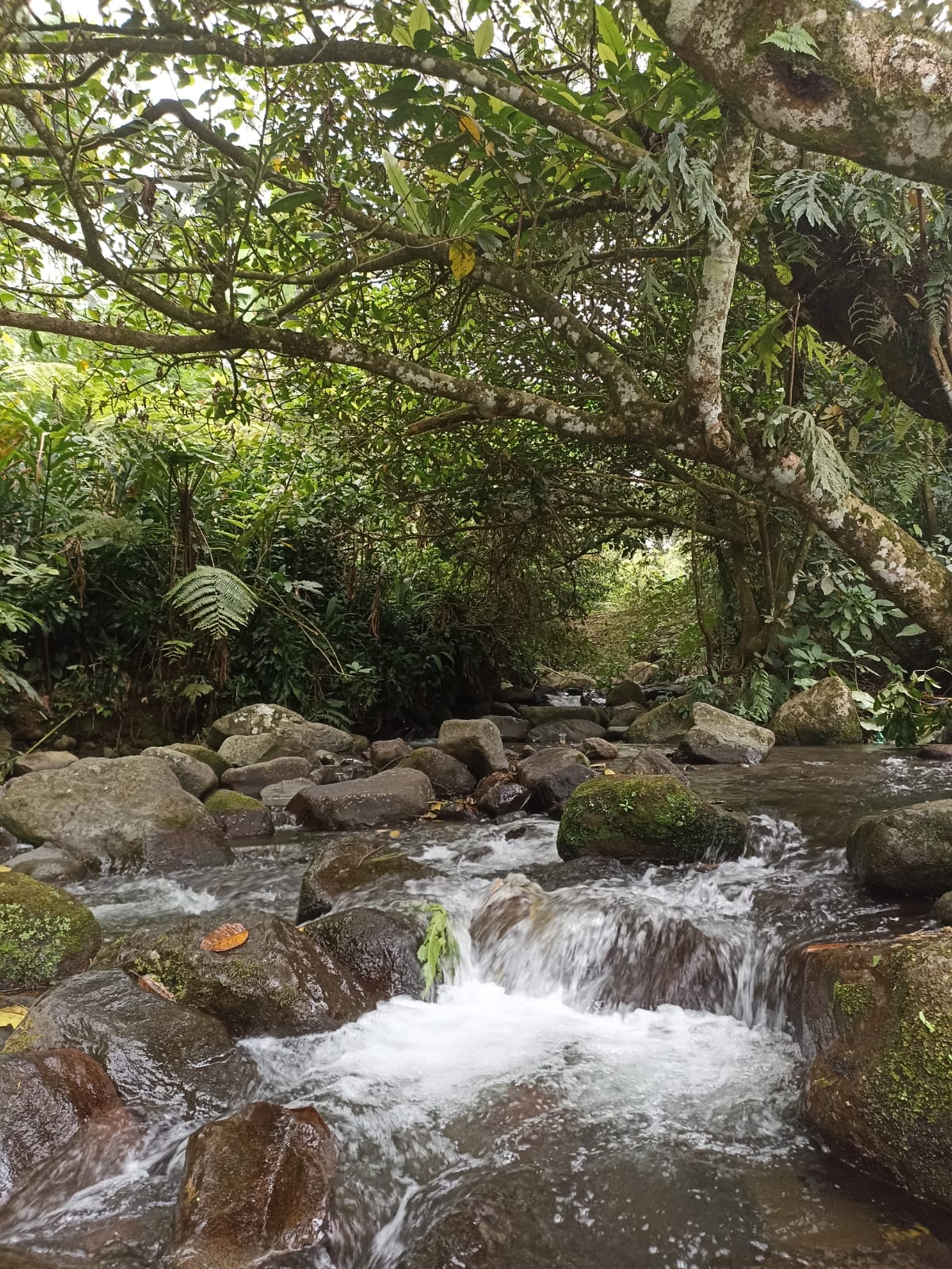 Wadah Wisata Alam Sukabumi - Sungai di Pondok Halimun Sore Hari
